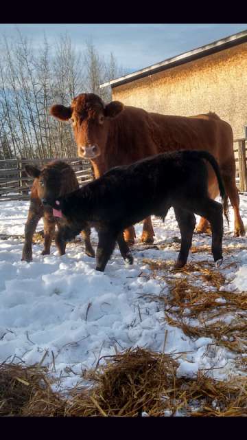 Now we already have 3 calves.