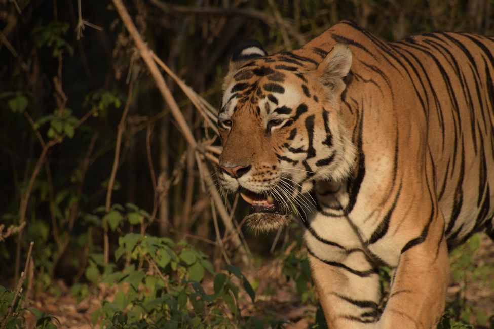 India - Madhya Pradesh - Kanha NP - Tiger #6