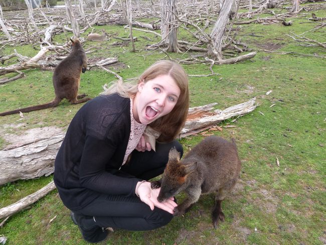 Kängurus kuscheln auf Phillip Island