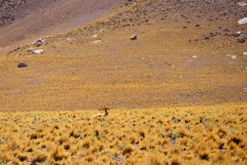 Púštne stretnutia La Serena-San Pedro de Atacama-Arica