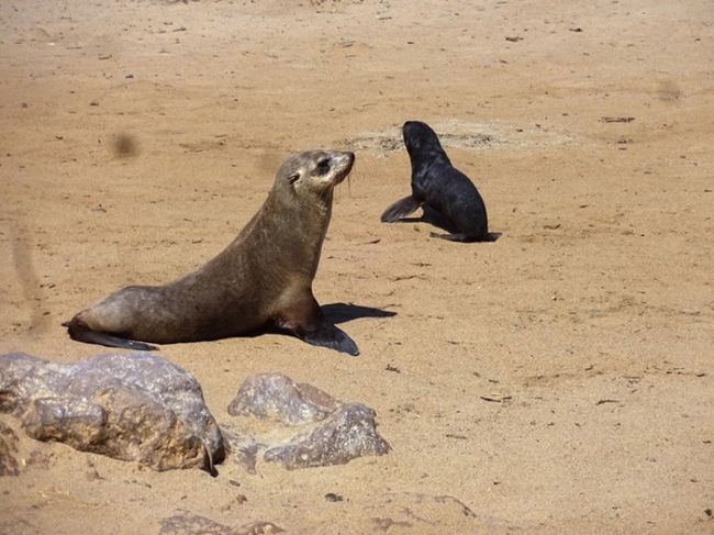 12.01.2019 - Swakopmund and the seal colony