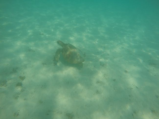 Nigngaloo Reef Underwater