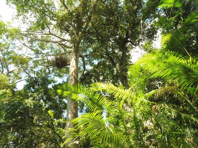 21.11.-24.11.18 Cairns and the Rainforest Village Kuranda