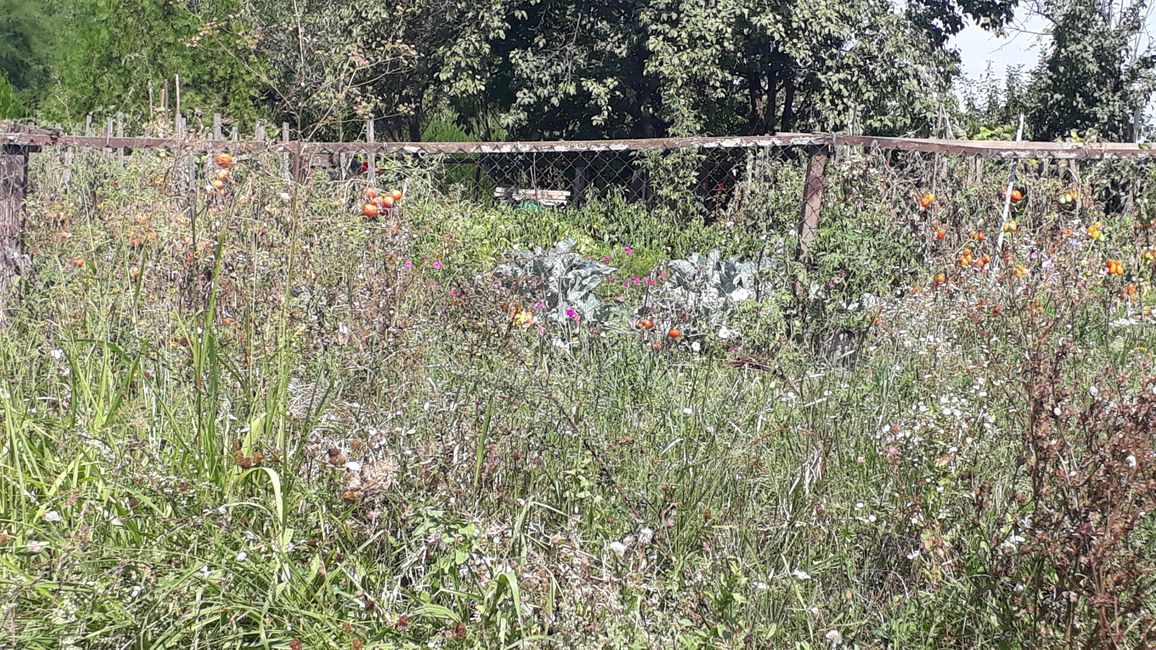A beautifully overgrown garden near Vukovar.