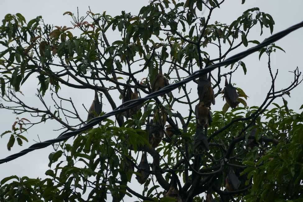 Flying Foxes hanging from the trees