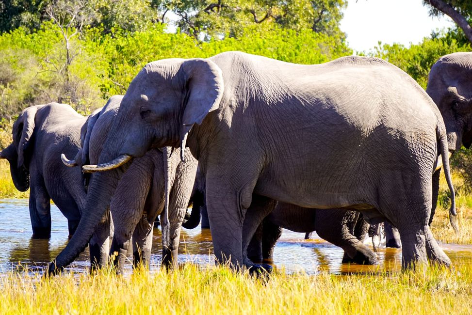 Unzählige Elefanten im Okavango Delta