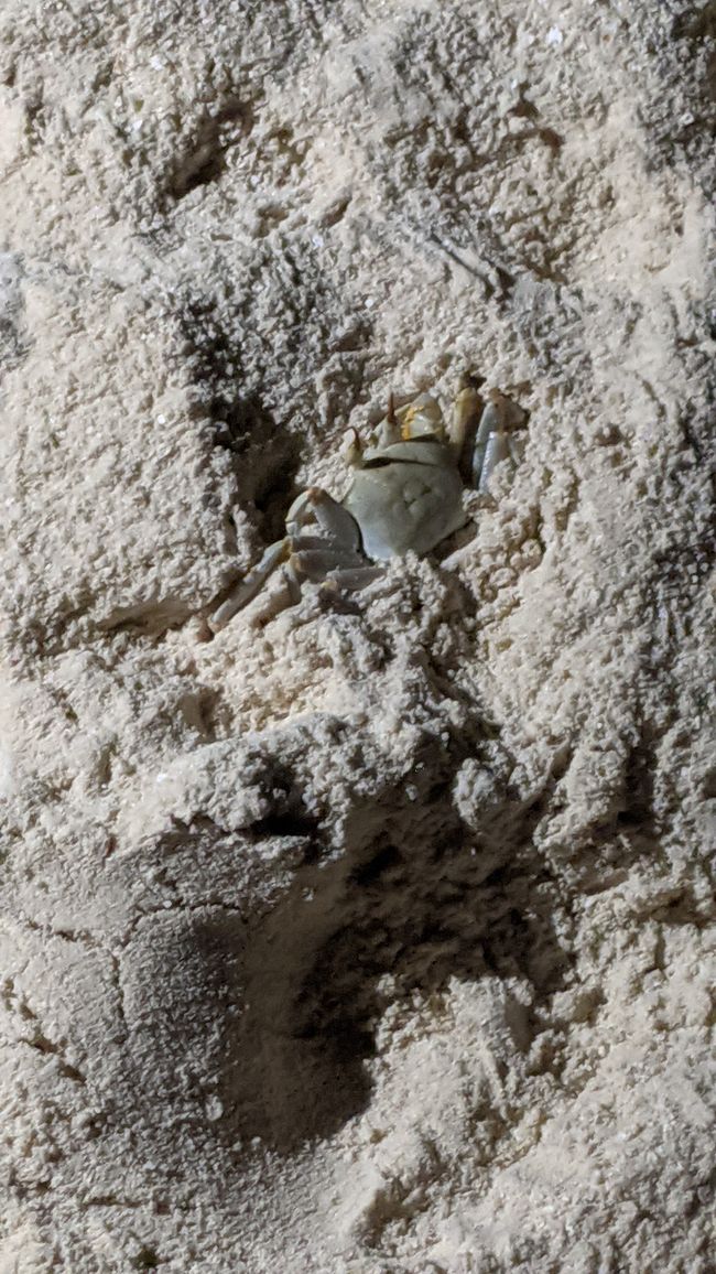Krabbe abends am Strand