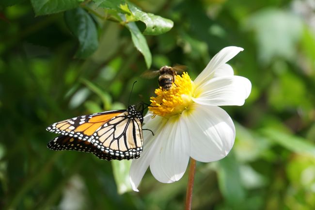 Biene und Monarchfalter teielen sich diese Blüte