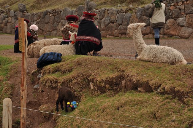 You can also take pictures with animals in Sacsayhuamán