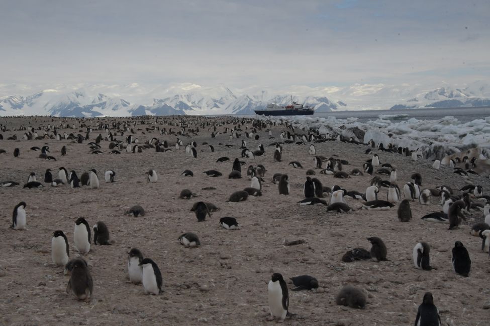 Adelie penguin colony at Cape Adare