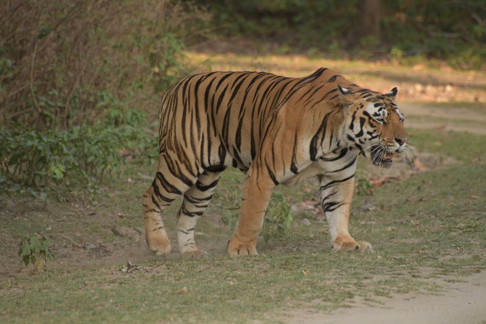 Tiger #6... comes back from the Gaur