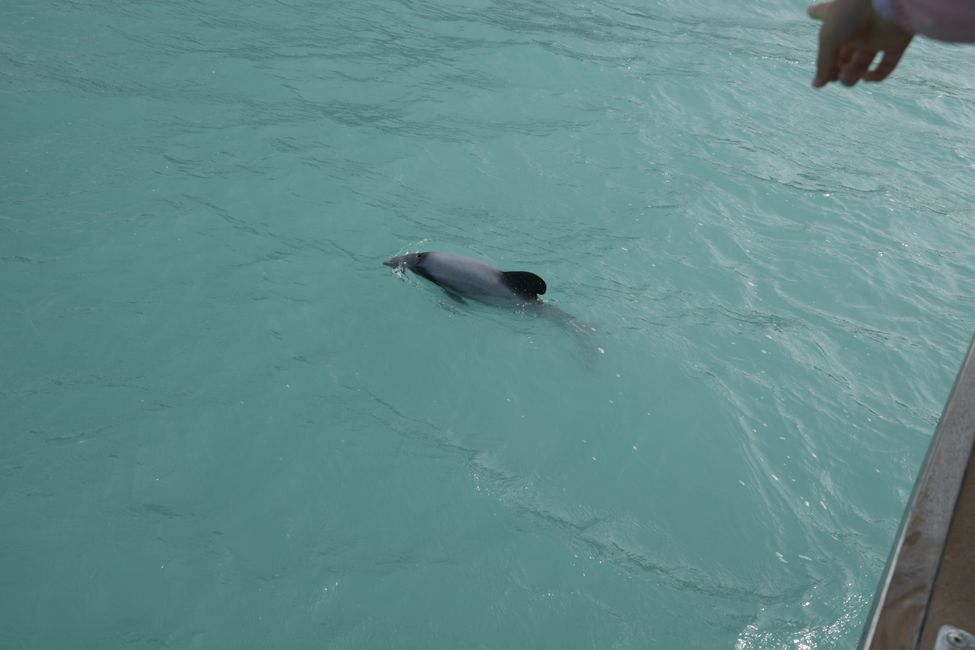 Banks Peninsula - Akaroa Nature Cruise - Hector's Dolphin