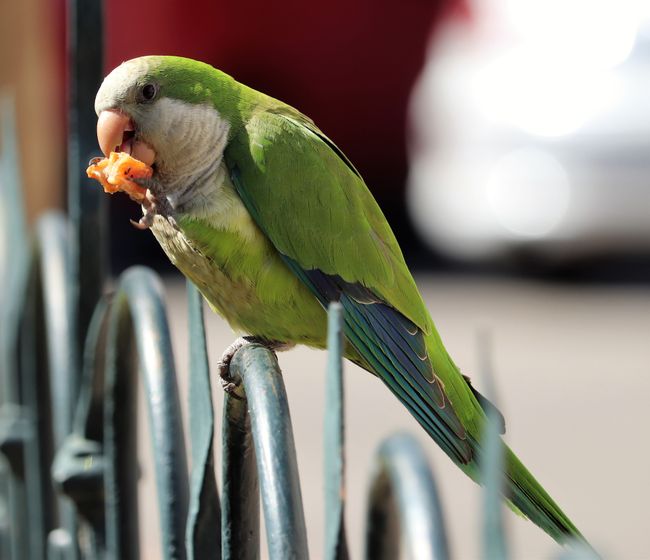 This feathered friend is enjoying a snack - nest building in the middle of the city
