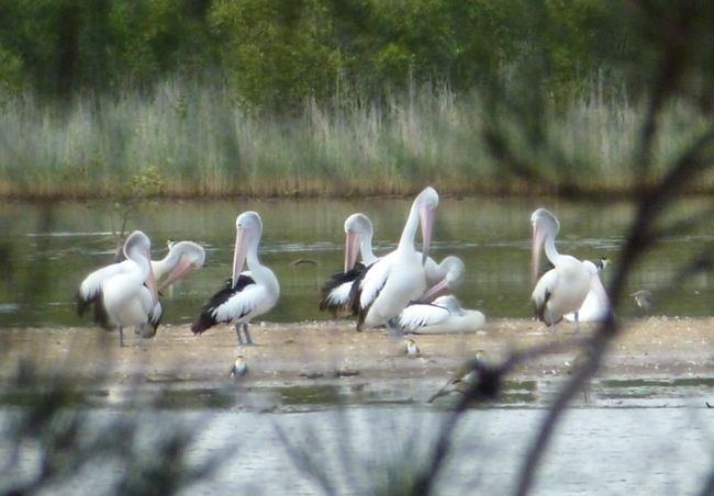 Australian pelicans at The Entrance