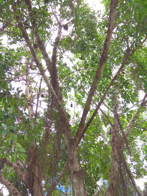 Hunderte von Fledermäusen in den Bäumen von Cairns