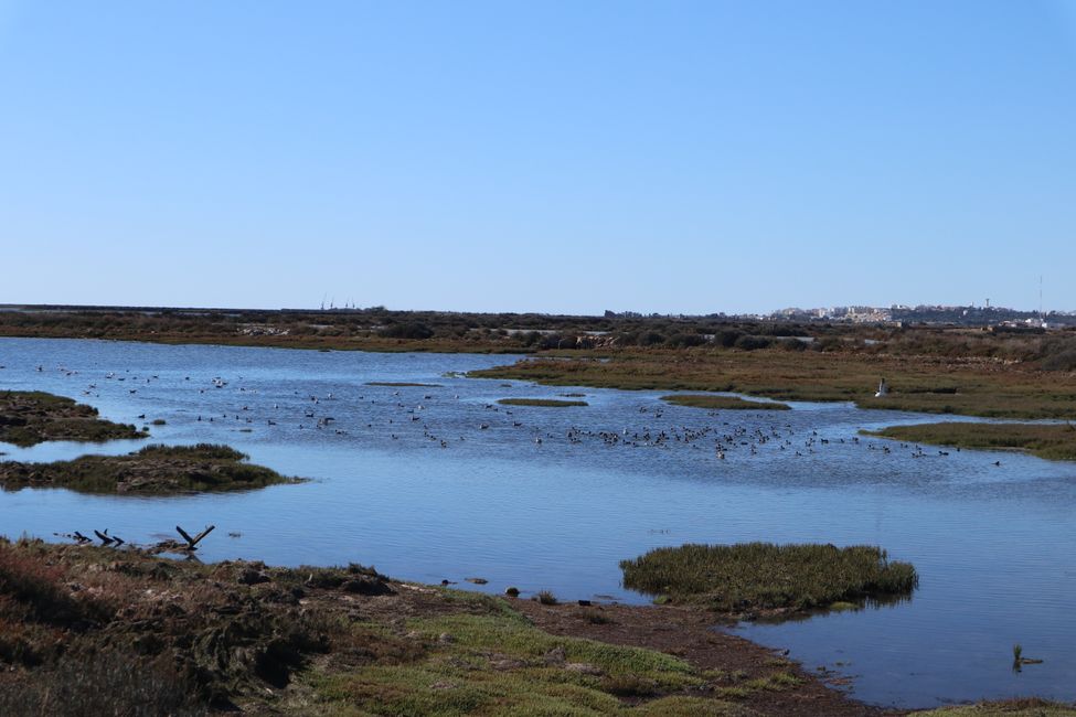 Olhao and the search for the flamingos