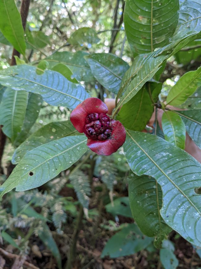 Stage 10: In the Palo Verde Cloud Forest surrounded by hummingbirds