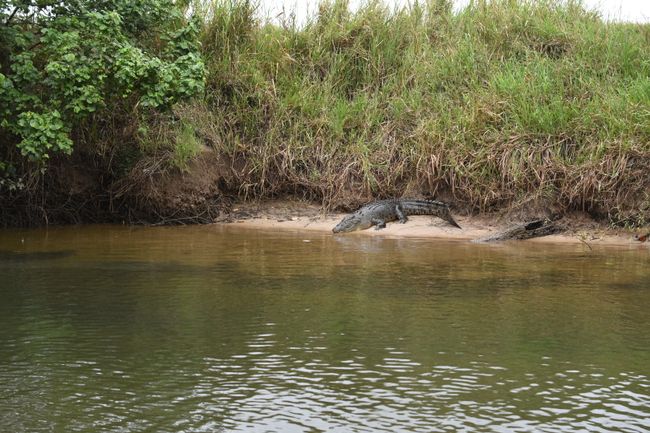3,5m langes Krokodil am Daintree Flussufer