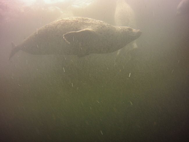 Day 55 - Diving with Seals in Rostock