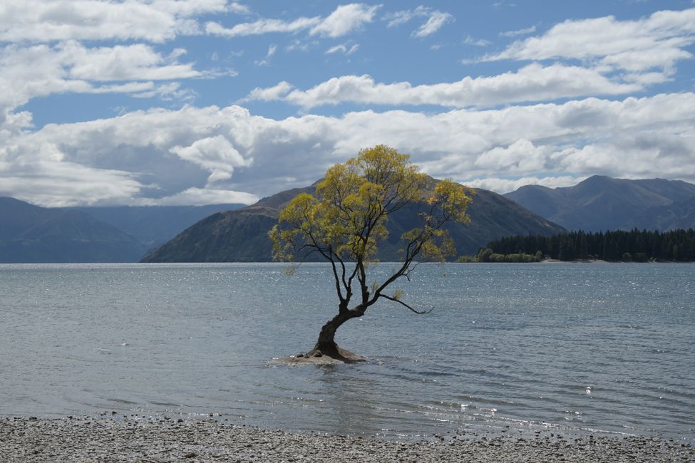 Wanaka - Der Baum im See