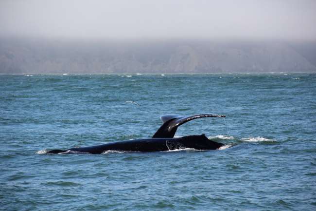 Whale Watching - Bay of San Francisco