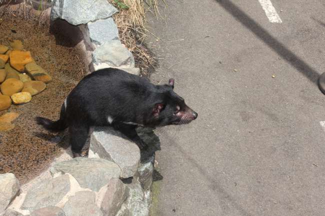 Unser allererster Tasmanischer Teufel
