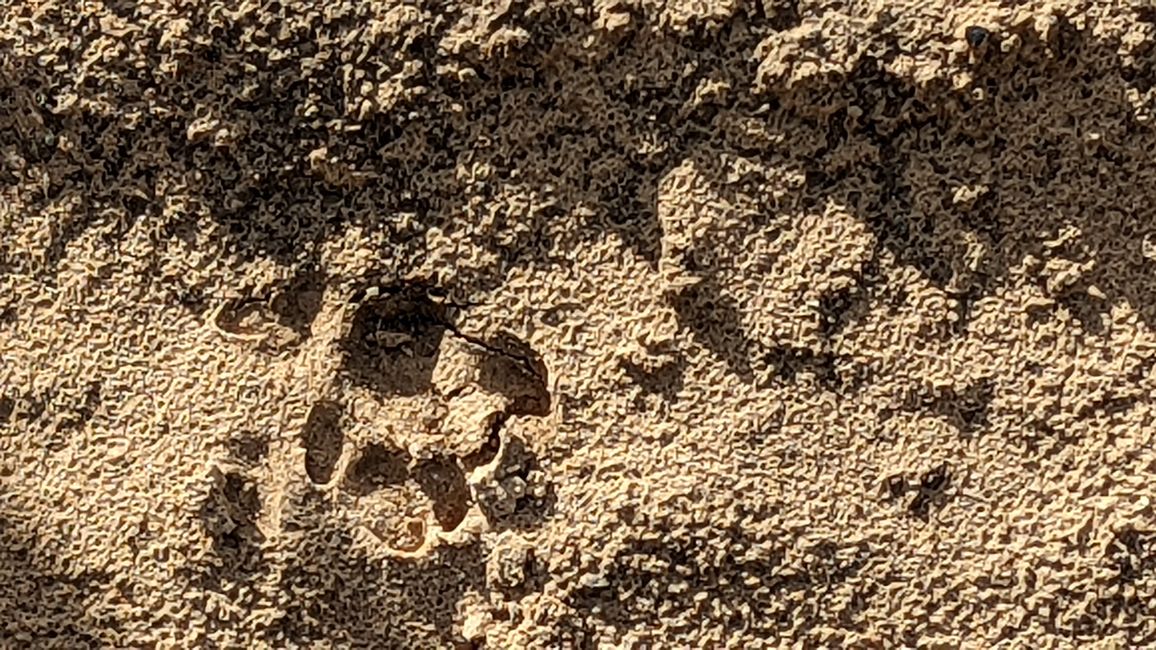 Aufenthalt im Süd Pantanal (Zusammenfassung)