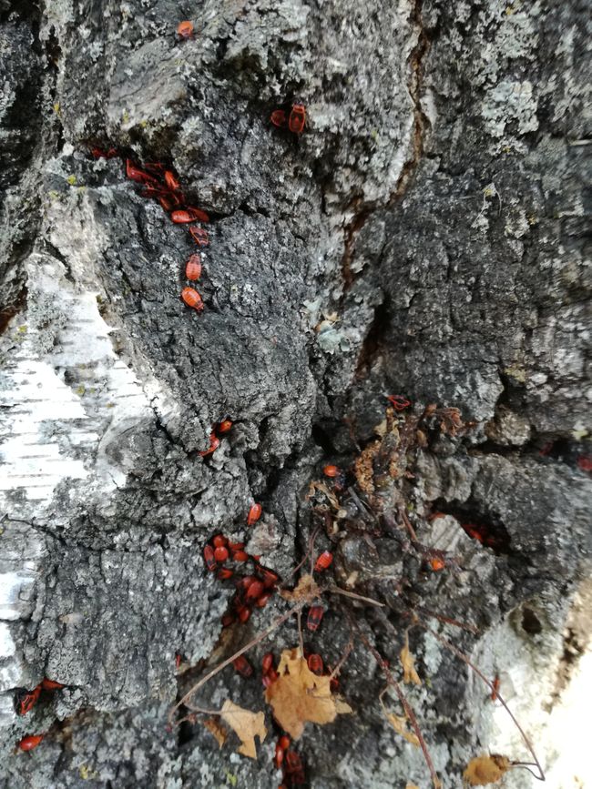 Bugs rouges brillants sur une souche de bouleau