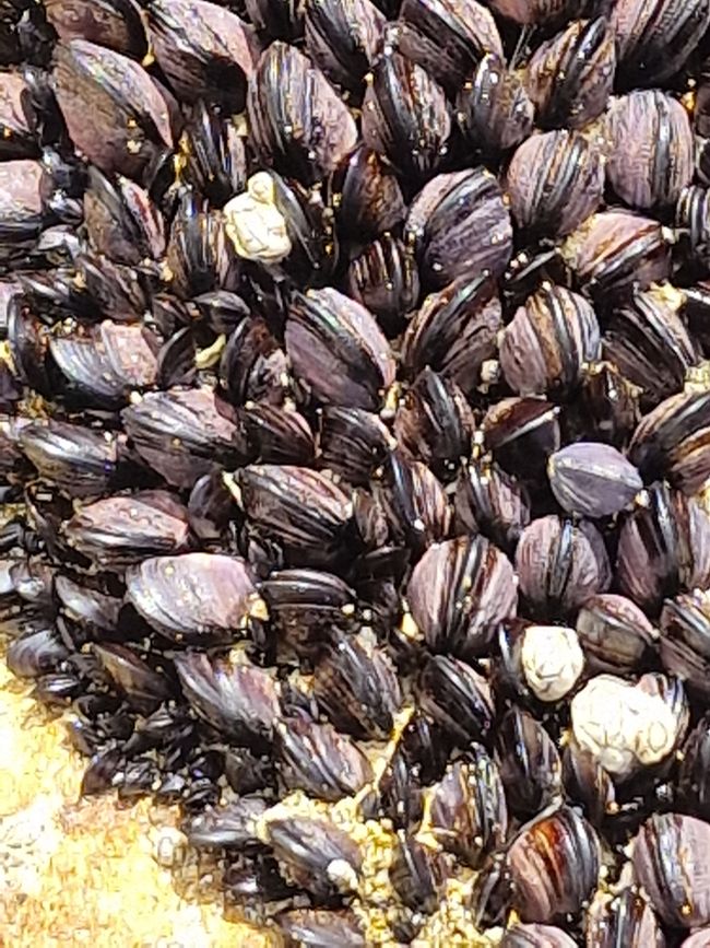 Mussels, they still need to grow
