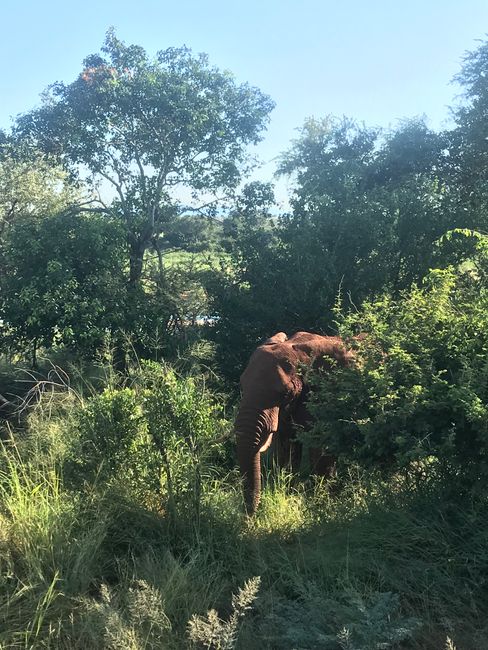 Abenteuer Safari