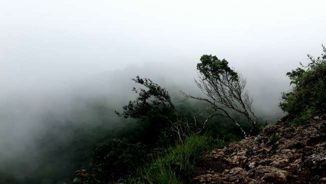 Cloud Forests