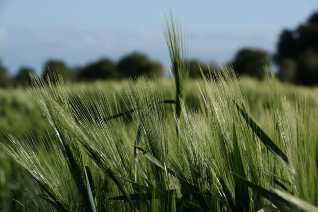 The still green wheat fields fascinate me