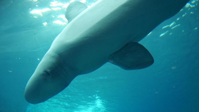 Georgia Aquarium - Beluga Whales