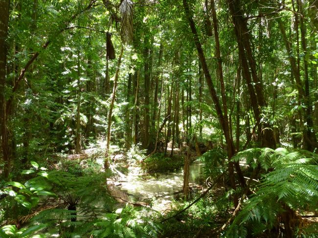 Fraser Island - Regenwald des Pine Valley
