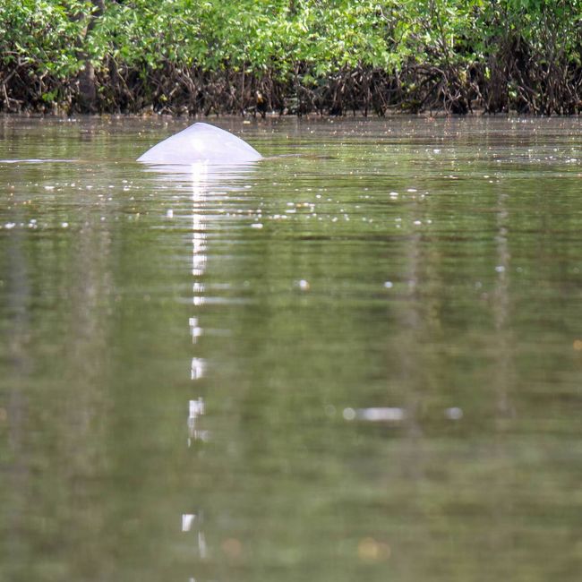 Amazonas Flussdelfin