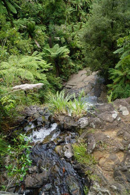 Auckland Region - Botanischer Garten, Beaches und Kauri-Forest