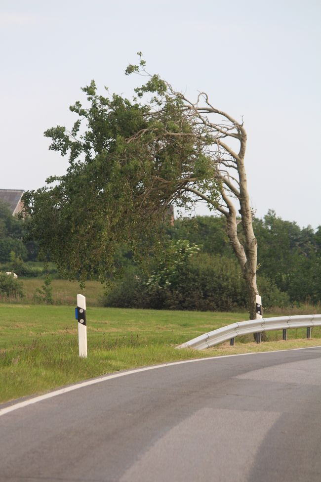 Windbäume gibt es viele