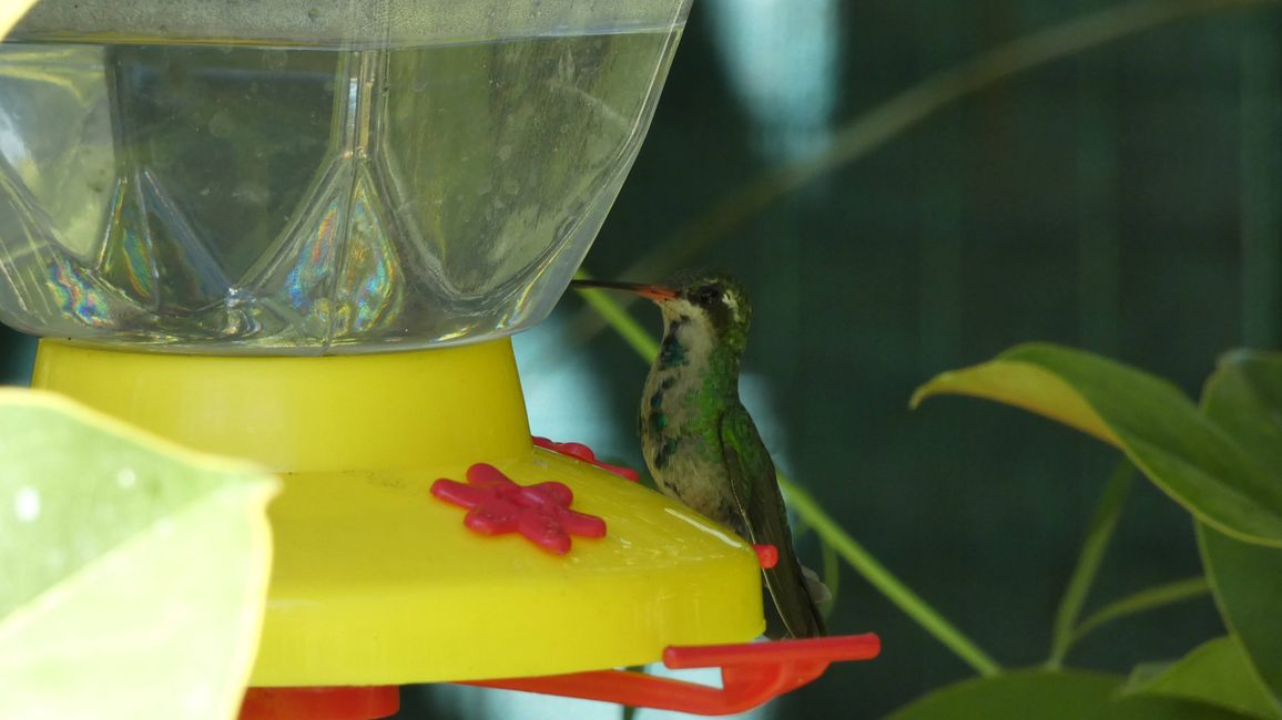 Hummingbirds, parrots, and so on...