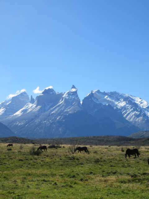 Pferde grasen vor den Cuernos del Paine im Hintergrund