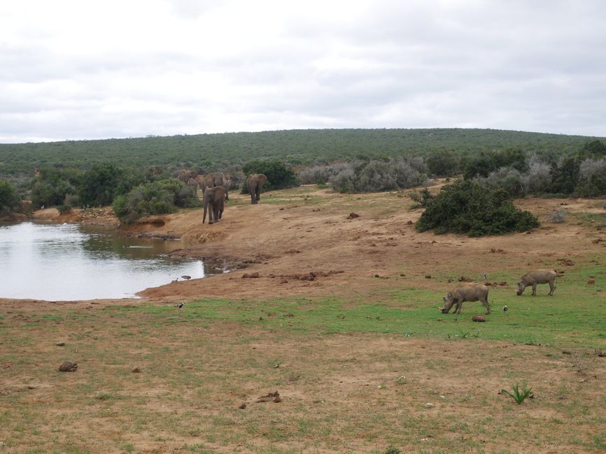 I'm at Addo Elephant National Park.