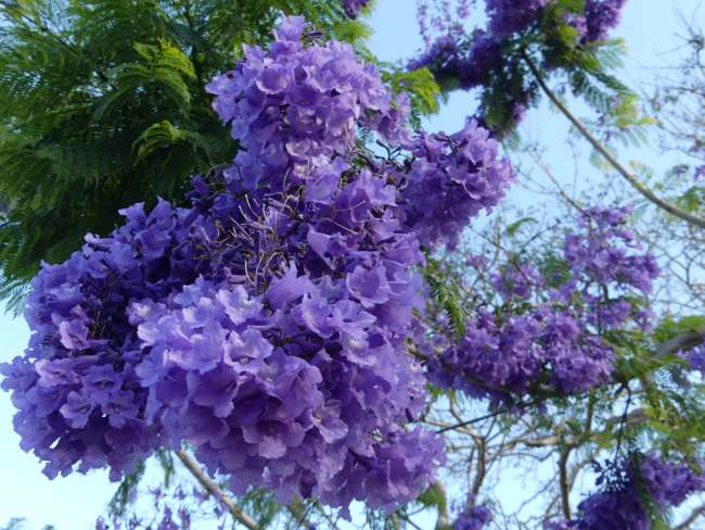Great flowering tree