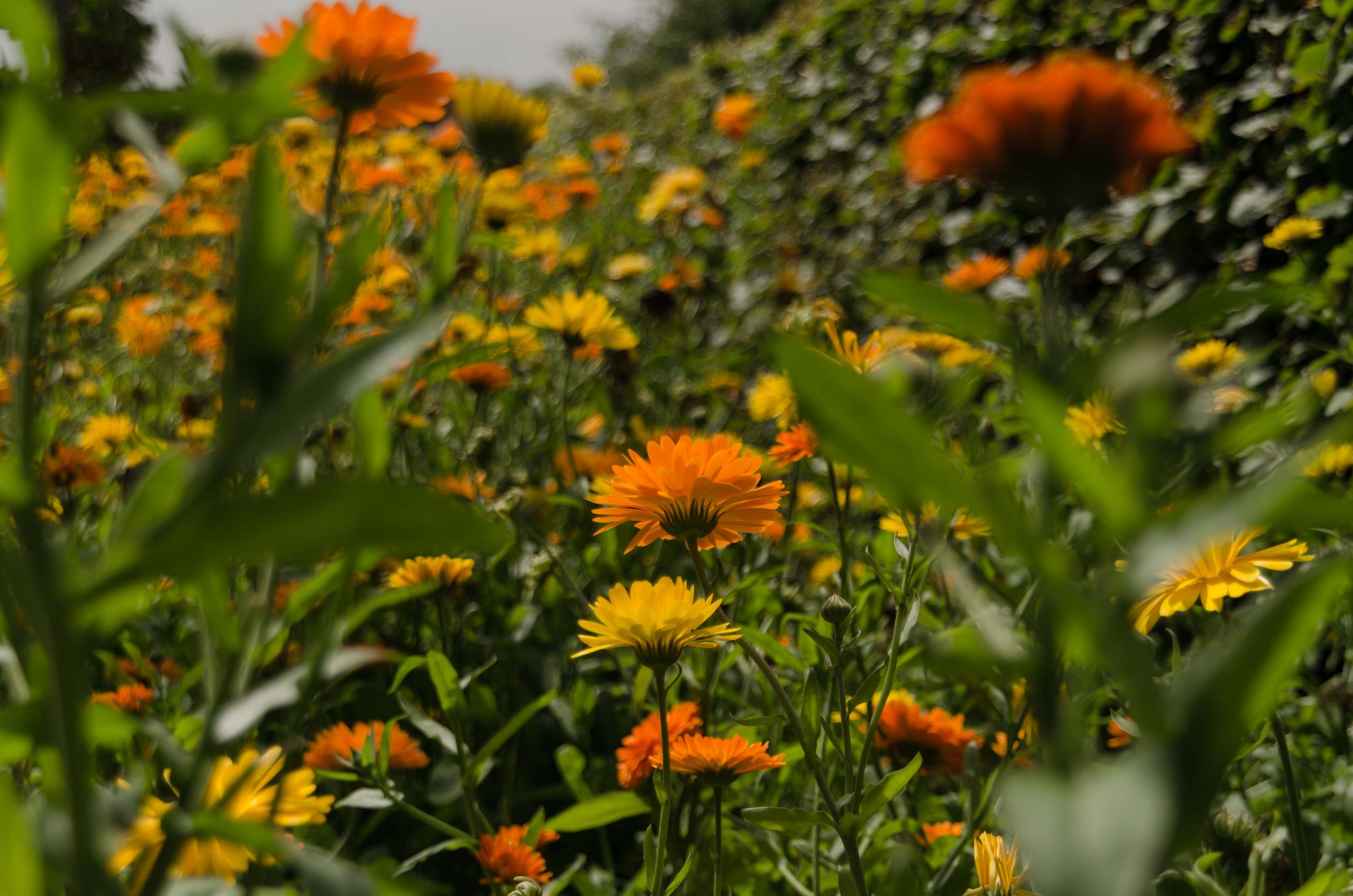 Calendula meadow in the herb garden - Egeskov