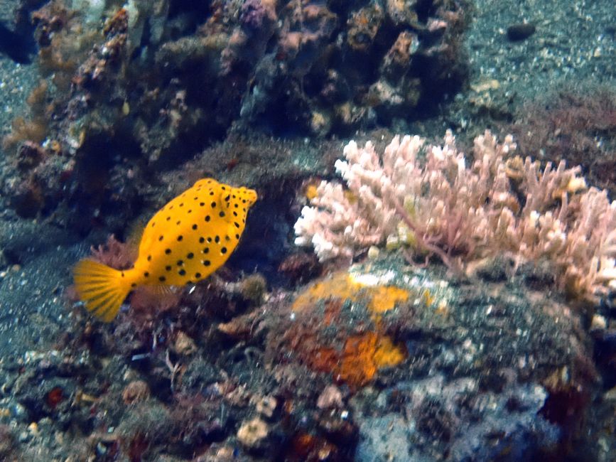 Open water diving course