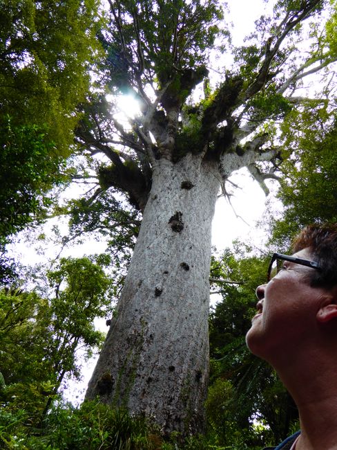 Day 7 - Tane Mahuta, continue north, dinner with seagull in Mangonui