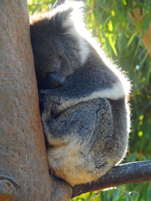 Yanchep NP - Koala