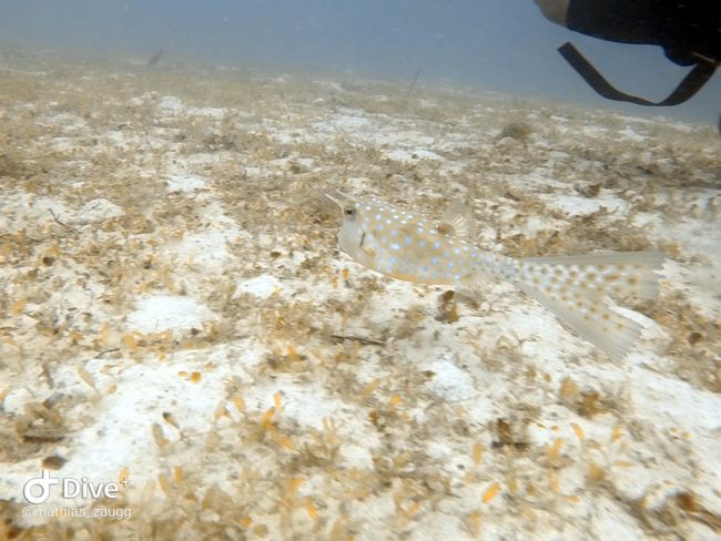 Diving in Mabul and Sipadan