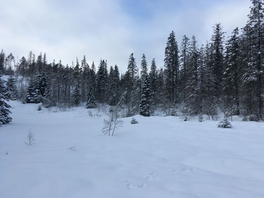 Sat, winter forest