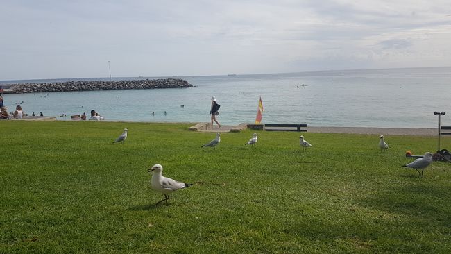 Seagulls everywhere.
