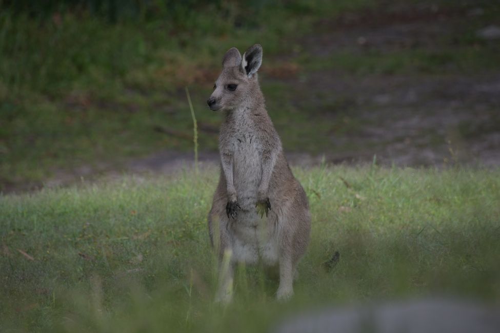 Kangaroo at breakfast