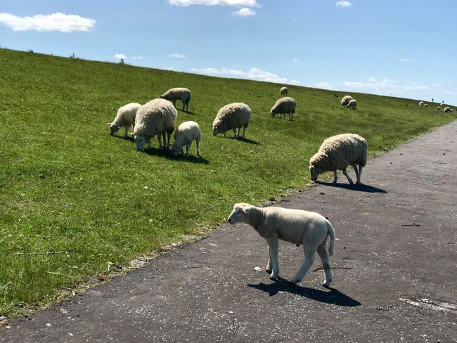 Schafe am Deich II